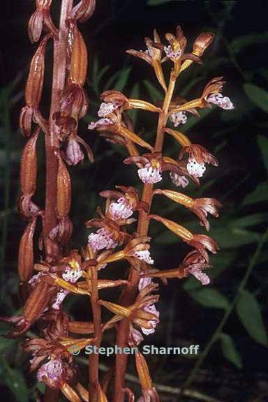 corallorhiza maculata 7 graphic